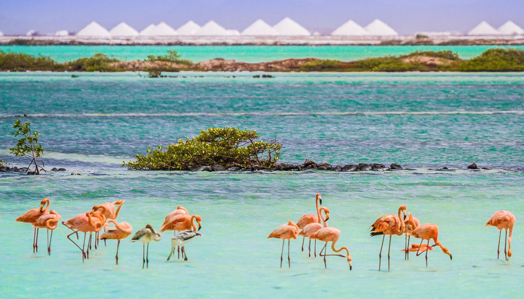 Van Der Valk Plaza Beach & Dive Resort Bonaire Kralendijk  Ngoại thất bức ảnh